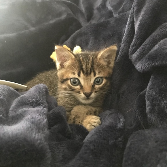 Meet your Posher, Robin - Picture 3 of 8